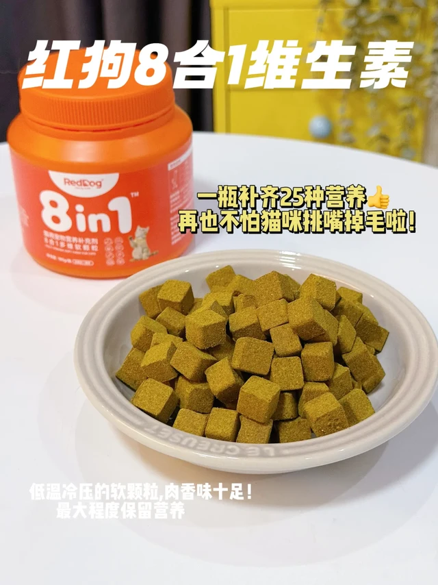 家里有蒲公英小猫？维生素都给我吃起来！