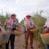 家用电器 篇零：容声冰箱“寻鲜之旅”助农活动入选社会责任实践成果