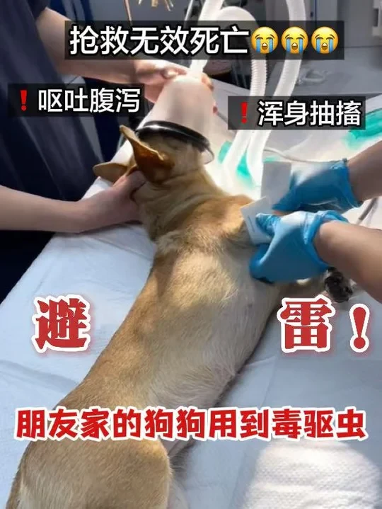 狗狗中毒竟然是驱虫药造成的？？？？？