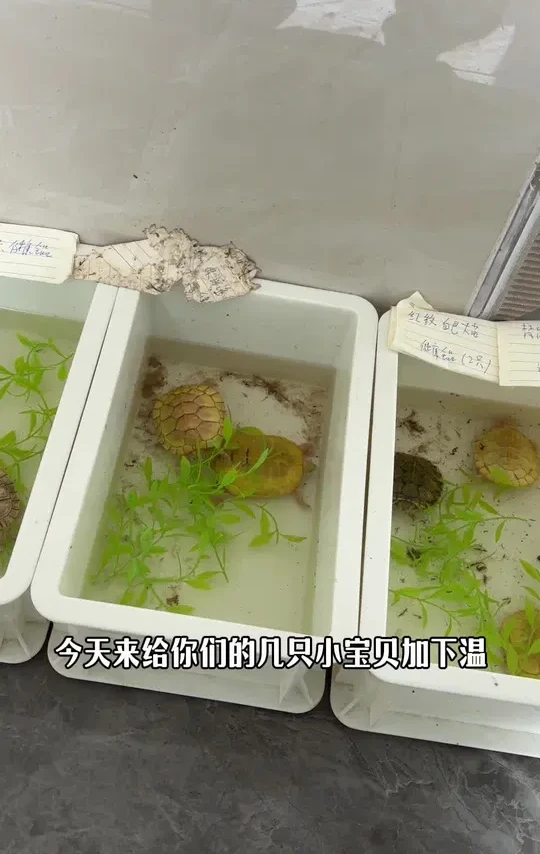 跟传统加热棒不同，加热垫对于乌龟爬宠类更为适用且安全。#yee #加热垫 #养龟人 #龟宠时代 #乌龟