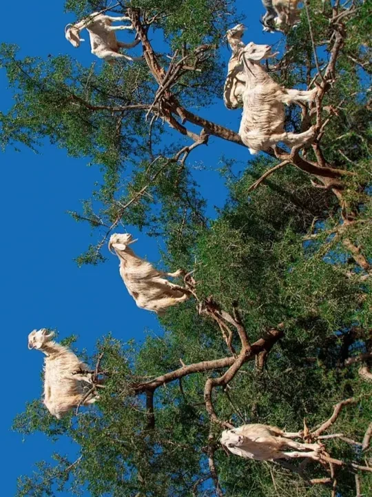 只有滚烫的沙和炽烈的阳光，却长出了荒漠中最倔强的生命——阿甘树，每一滴阿甘油都是荒漠给予柏柏尔人最慷慨的馈赠；它是大地的恩赐，是荒漠中的生命之钥，她们的每一次敲击，又何尝不是阿甘果实另样的生命延续，是
