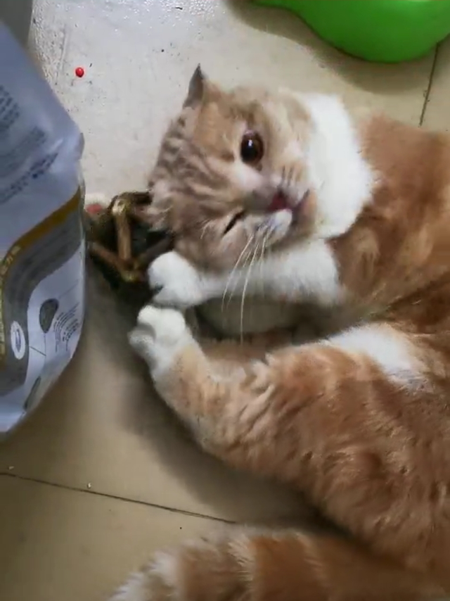 玩什么东西这么上头，大橘猫