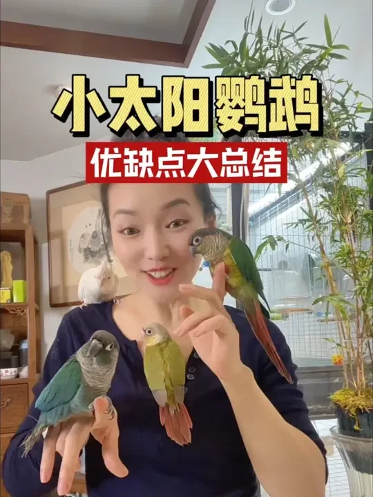 小太阳鹦鹉的宠物性很高，亲人粘人互动率高，聪明，学技能口令几下就能学会，还能定点拉粑粑。我觉他是中小型鹦鹉里的大哥，而且是性价比之王。#小太阳鹦鹉