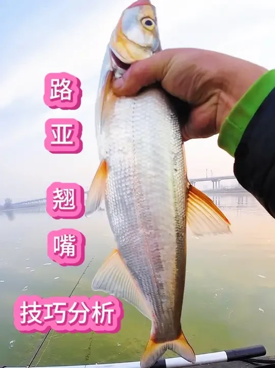 路亚翘嘴技巧分析##哈斯达骑士精英#哈斯达斩浪二代###原创视频 #钓鱼 #钓鱼人