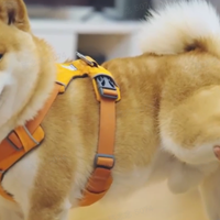 通过地宝跟麦兜说话，能缓解爱宠的焦虑！科沃斯产品经理揭秘扫地机器人的功能研发逻辑，教你如何选购适合自己的懒人清洁黑科技！