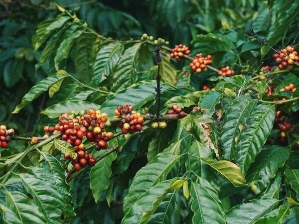 苦尽甘来：被误解的罗布斯塔咖啡正在征服世界