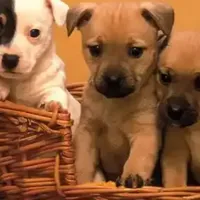 小户型必看！宠物空气净化器哪个牌子好？分享十大优秀热卖款测评