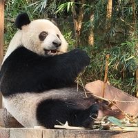 独自带娃五天四晚广州游—第三天长隆野生动物园暴走!