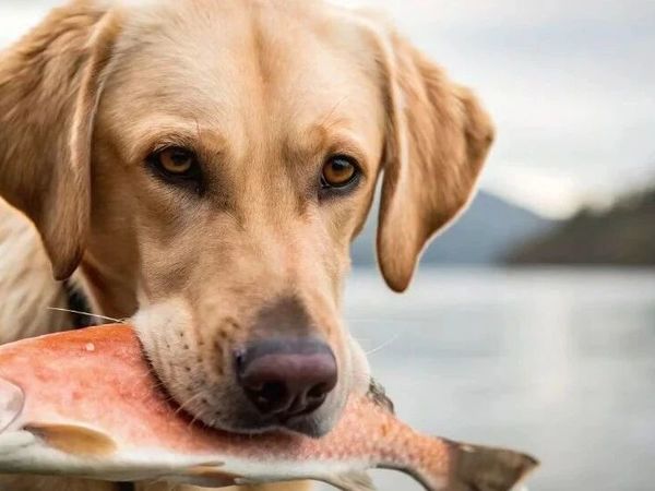 Superfoods for Super Pups  超级食材给超级狗狗