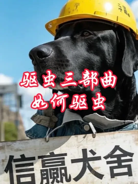 十个养狗的九个不会驱虫，来看看有没有你！#双血统拉布拉多 #养狗经验分享 #驱虫药推荐