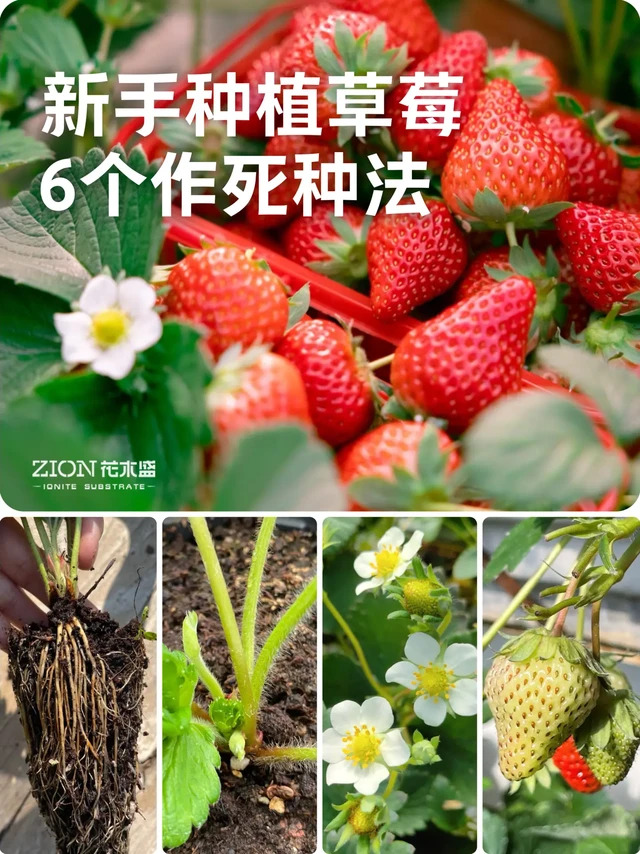 新手种草莓6个作死种法❗别白瞎了你的苗