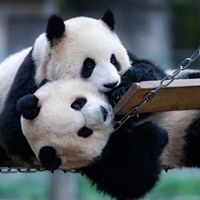 旅日大熊猫“晓晓”“蕾蕾”明年归国引热议，300亿日元经济效应与中日关系裂痕全景呈现