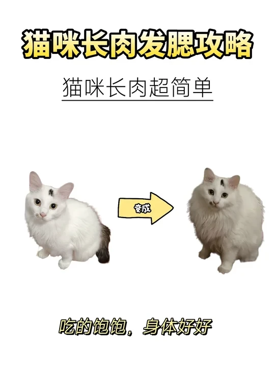 猫咪长肉发腮攻略｜猫咪长肉超简单