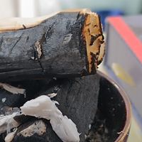 冬日闲时，建盏里烧一截香樟炭