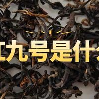 英红九号是什么茶？有哪些品牌值得购买？