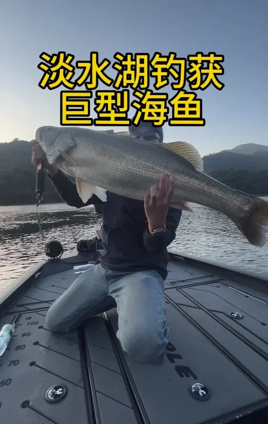 淡水巨物