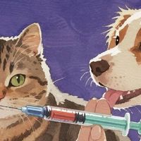 妙三多 vs 国产猫三联：防护效果与安全性孰优？1000+用户观点大PK
