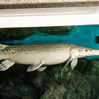 鳄雀鳝入侵长江水域引热议，20+用户观点深度剖析生态威胁