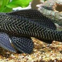 “放生大米”引热议，50+用户观点全景呈现：伪善行善还是生态灾难？