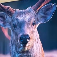 TCL85Q10L上墙太香了！小家高级感直接拉满