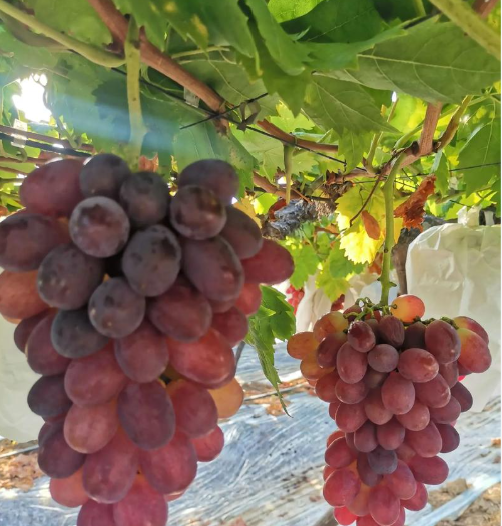 中医农业投入品中草药碳量子营养肥在提子生态种植中的作用