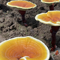 买灵芝纠结症？认准这几个硬标