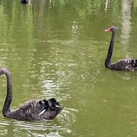 从成分到工艺全拆解：2025值得选的灵芝孢子粉品牌