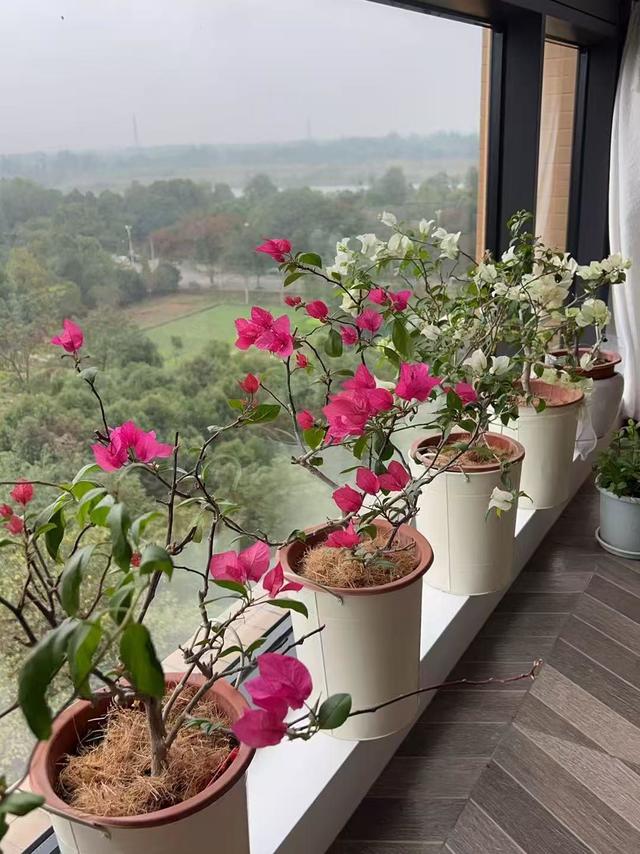 冬日的家里，有哪些鲜花绿植最能点亮沉闷空间？