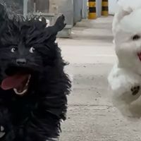 年货节数码好物选购攻略