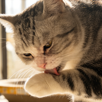 2025 猫粮“卷王”盘点！这些品牌在配方和性价比上杀疯了