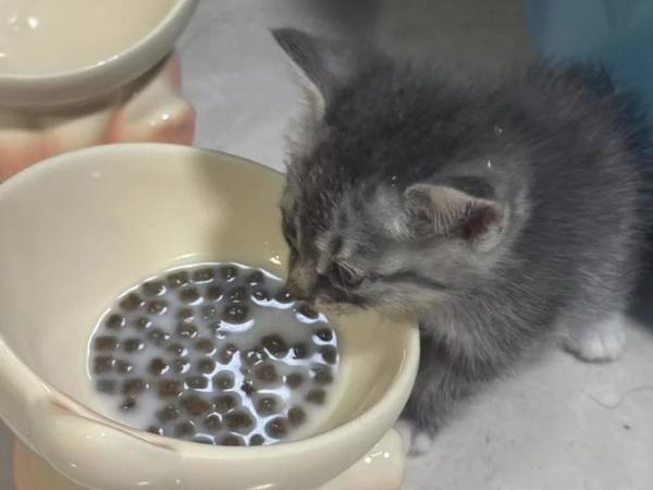 到底哪些猫粮好？卫仕皇家鲜朗蓝氏哪个好？