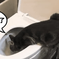 楼上冲猫砂，楼下被泡赔10万！可冲厕猫砂真能随便冲？