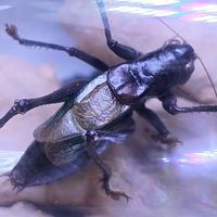 铁皮蝈蝈：黑甲鸣虫的声韵魅力