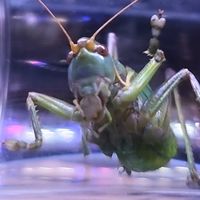 天津扎嘴蝈蝈：津门鸣虫的雅趣