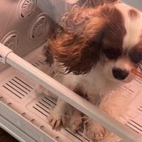 Jirpet F1宠物烘干箱全自动