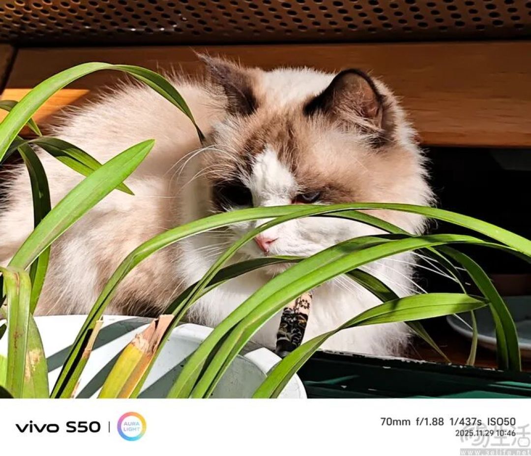 vivo S50首发评测:能拍还“耐玩”,重新定义标准版