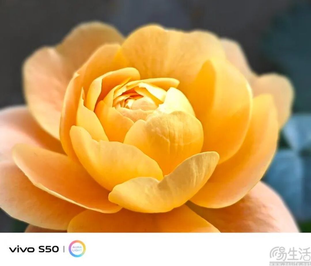 vivo S50首发评测:能拍还“耐玩”,重新定义标准版
