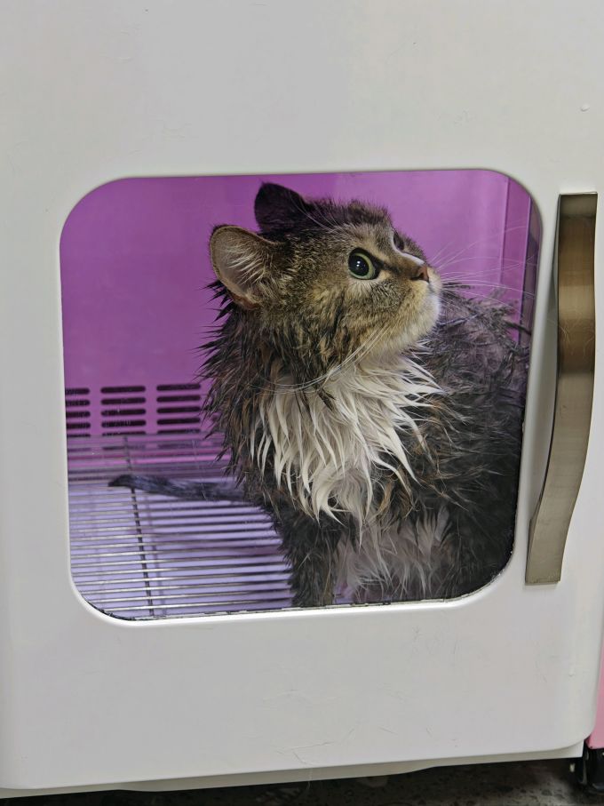小佩宠物美容电器