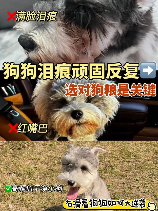 狗狗泪痕顽固反复？那是你没选对狗粮~