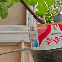 无敌了！女孩“矿泉水瓶种无花果”，结了几十个果子，软糯可口~