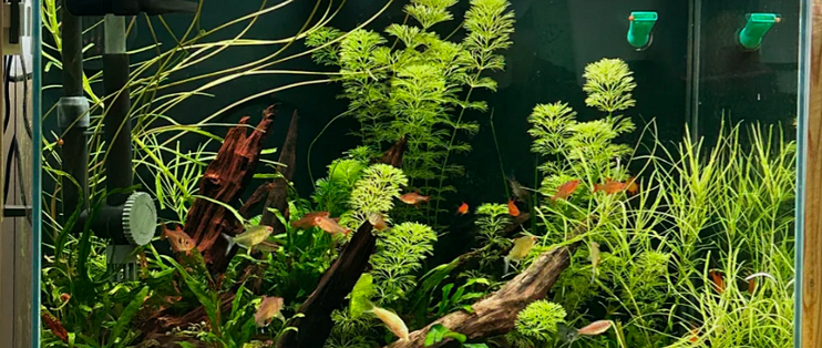 古法养鱼 vs 现代生物清洁工具？127位用户真实体验告诉你答案_鱼缸_什么值得买
