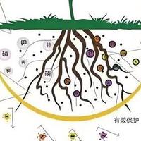 园艺栽培基质与碳基肥料一体化产品兴起，解决城市家庭种植难题