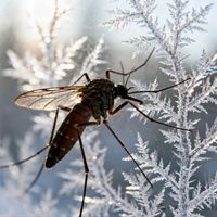 雪地蚊子引热议，越冬蚊生存策略与防护指南全景呈现用户真实观点