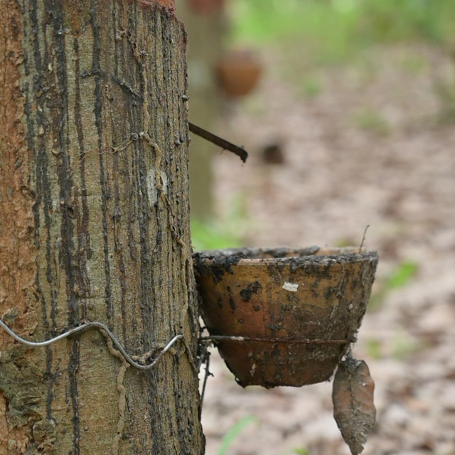 高价值之选：如何甄别乳胶枕的“真实性价比”？