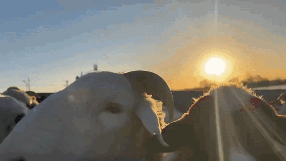 牛羊肉容易造假？我们来到-20℃的内蒙，才发现……