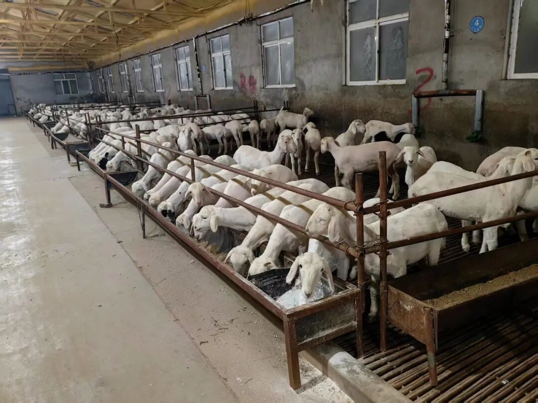 牛羊肉容易造假？我们来到-20℃的内蒙，才发现……