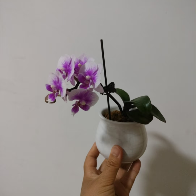 鲜花绿植