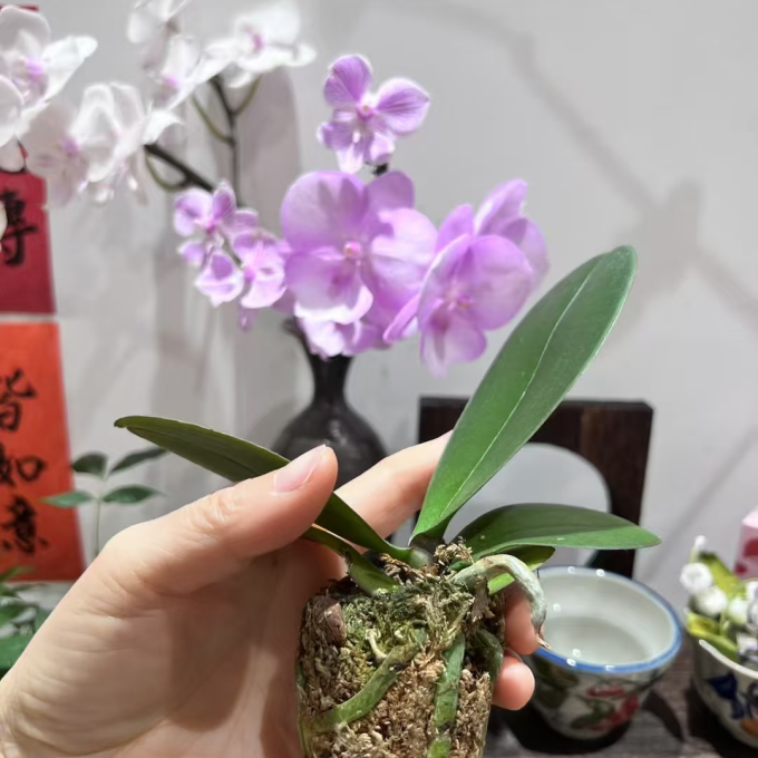 鲜花绿植