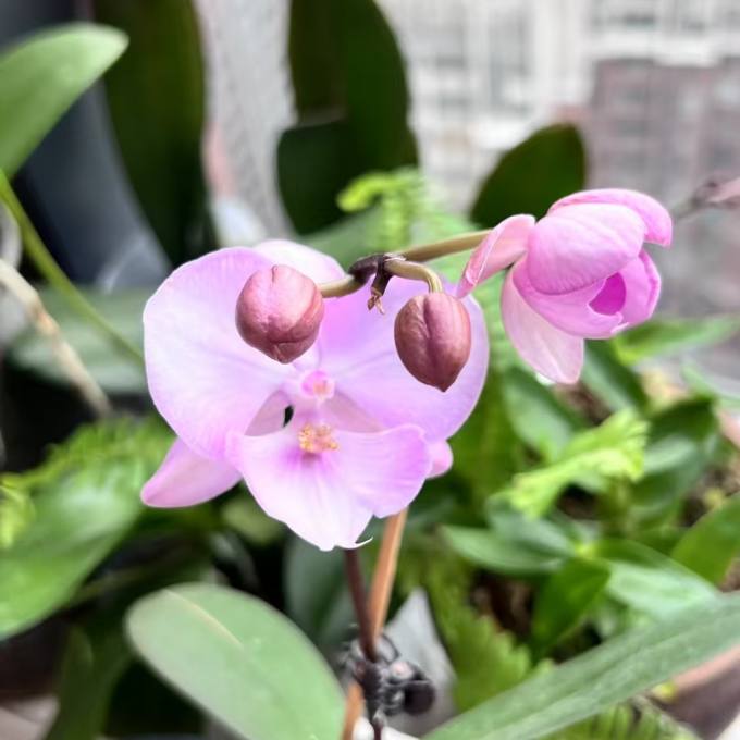 鲜花绿植