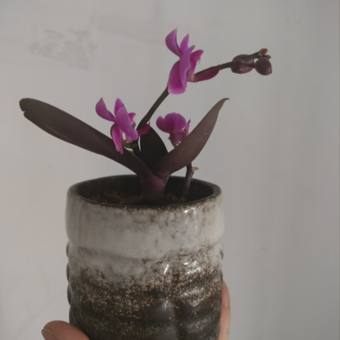 鲜花绿植